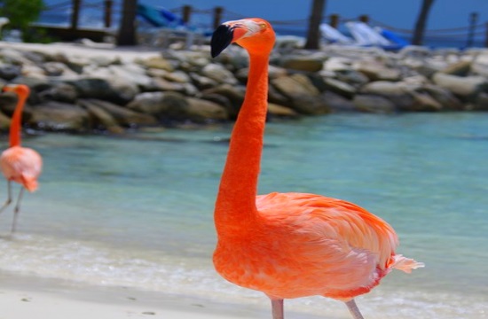 Lead shot used by hunters a deadly threat for flamingos in Halkidiki of Greece